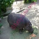 hippopotamus (Oops! image not found)